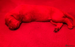 Hungarian Vizsla dogs for sale: Wonderful puppies from mum with 0/0 hip score.  - Image 3