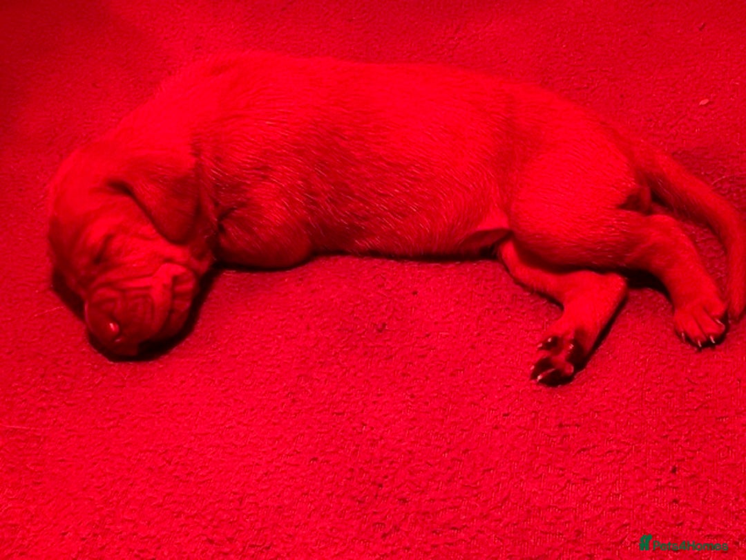 Hungarian Vizsla dogs for sale: Wonderful puppies from mum with 0/0 hip score.  - Image 3