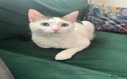 Mixed Breed cats for sale: He’s a playful house cat looking for a good home - Image 2