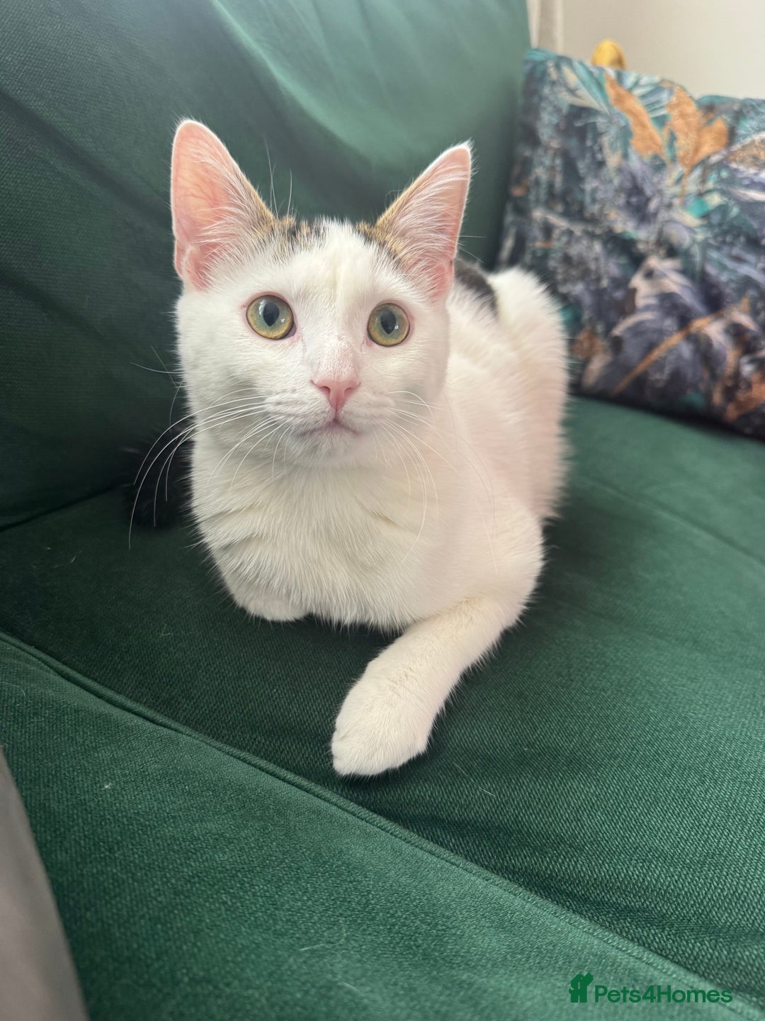 Mixed Breed cats for sale: He’s a playful house cat looking for a good home - Image 2