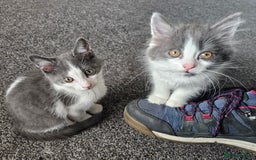 British Longhair cats for sale: Tabby mix kittens - Image 1