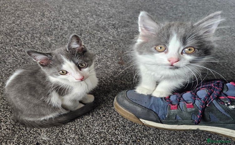 British Longhair cats for sale - Advert 2
