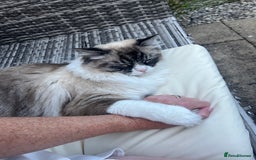 Ragdoll cats for sale: Lovely Randall Boy for sale  - Image 3