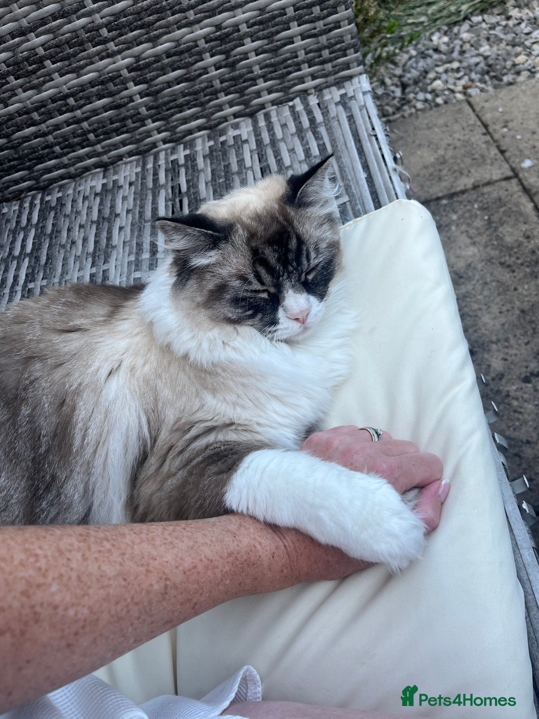 Ragdoll cats for sale: Lovely Randall Boy for sale  - Image 3