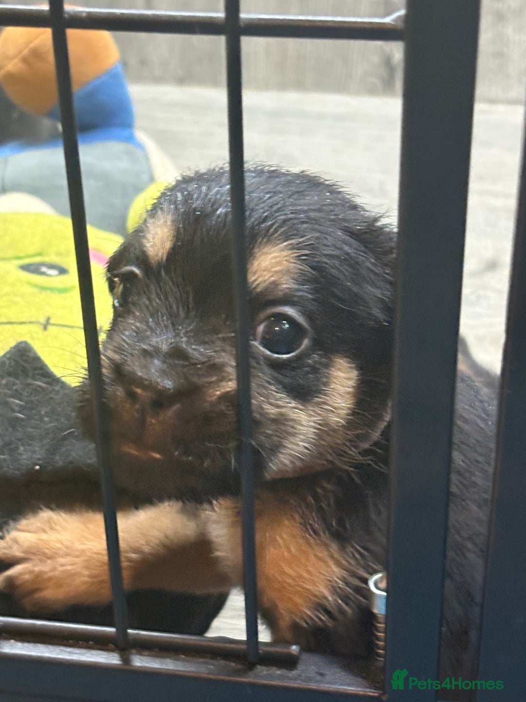 Mixed Breed dogs for sale: 5 French bulldog cross pups for sale  - Advert 7