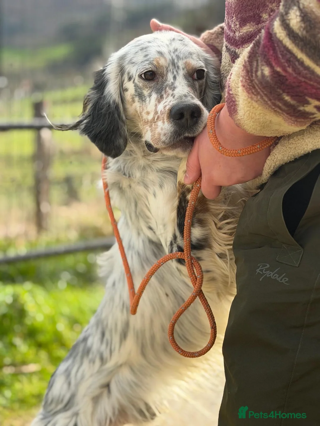 English Setter dogs for adoption: Oreka - Advert 6