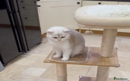 British Shorthair cats for sale: Stunning GCCF-Registered BSH Queen–Active Status  - Image 4
