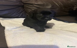 Mixed Breed dogs for sale: Labrotties - Image 11