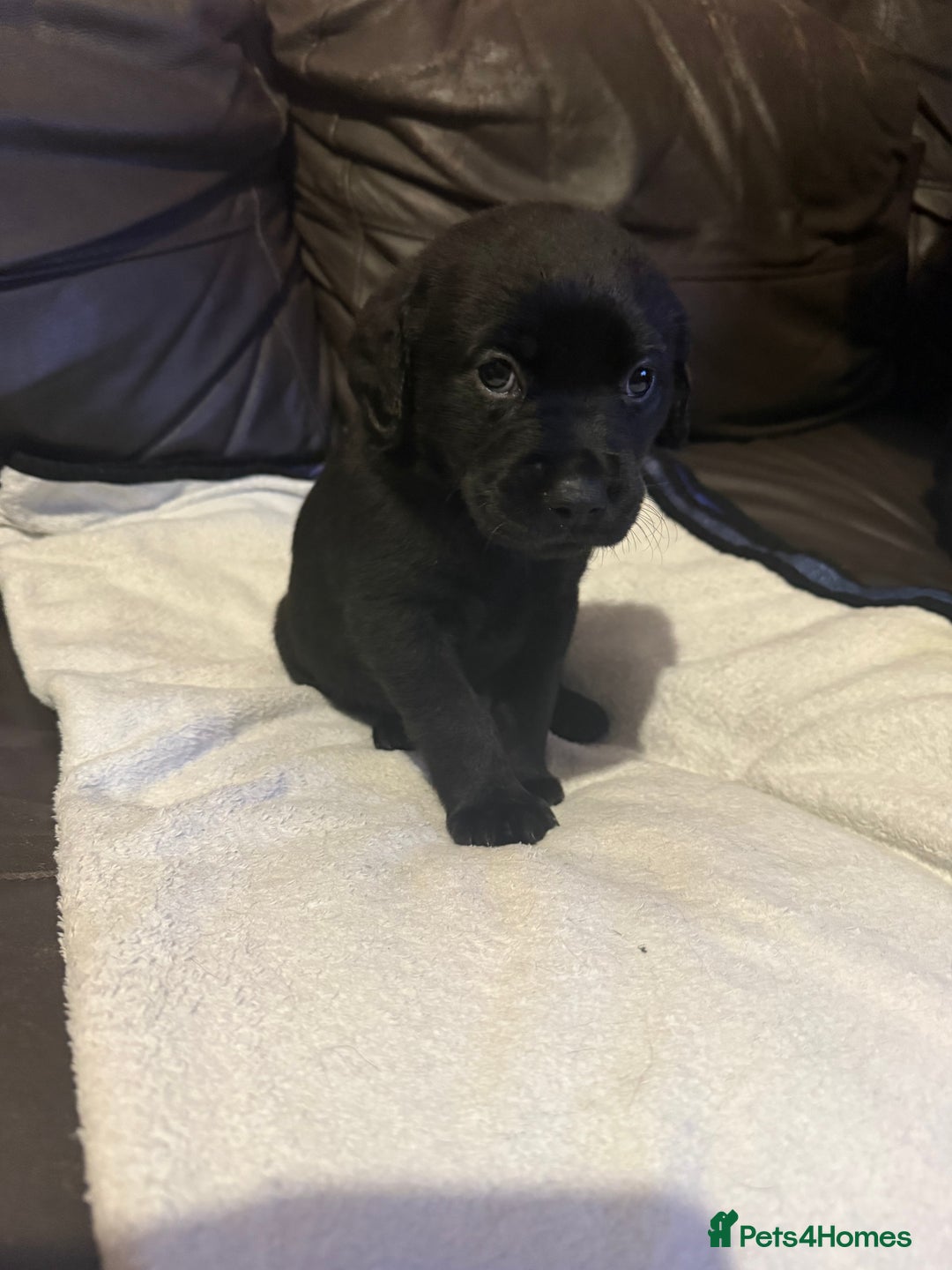 Mixed Breed dogs for sale: Labrotties - Image 11