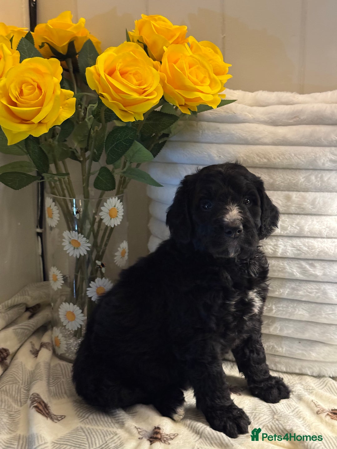 Bernedoodle dogs for sale: 7 mini medium bernedoodle puppies for sale - Advert 9