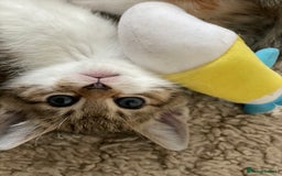 European cats for sale: 8 weeks old - kittens  - Image 34