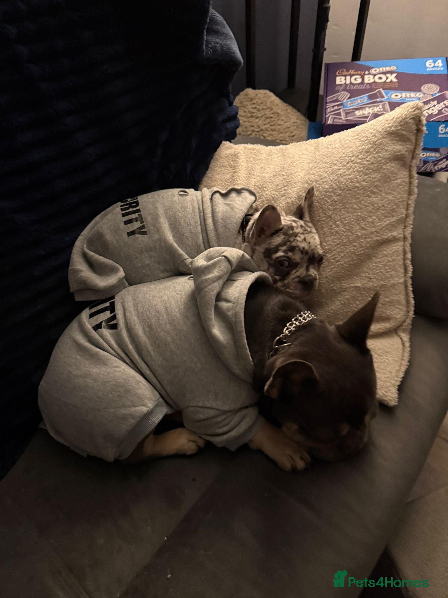 French Bulldog dogs for sale: 8 month old French Bulldog in Leigh-on-Sea - Advert 8