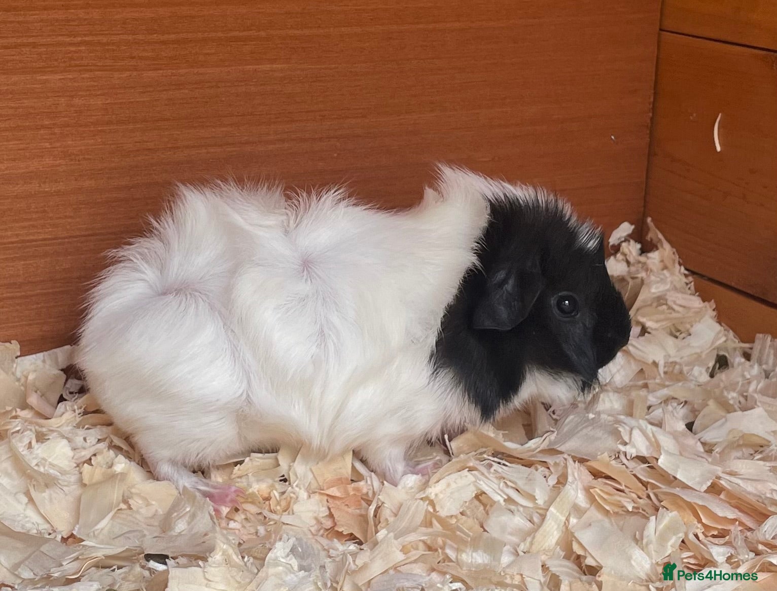Guinea Pig rodents Gorgeous mixed breed Guinea Pigs - Advert 2