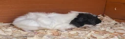 Guinea Pig rodents for sale: Gorgeous mixed breed Guinea Pigs - Advert 2