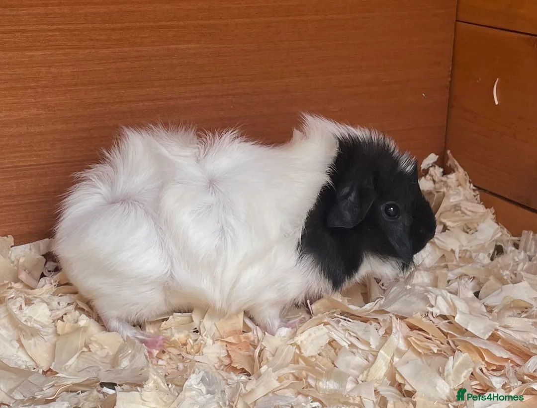 Guinea Pig rodents for sale: Gorgeous mixed breed Guinea Pigs - Advert 2