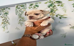 French Bulldog dogs for sale: Big Rope, Big Rope Fluffy & French Bullg - Advert 31
