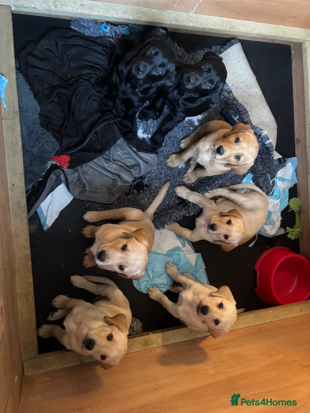 Labrador Retriever dogs for sale: Kc registered labrador puppies - Advert 2