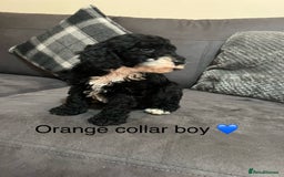 Miniature Poodle dogs for sale: 3 miniature poodles remaining  - Image 11