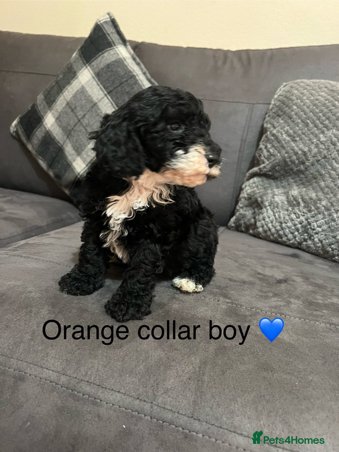 Miniature Poodle dogs for sale: 3 miniature poodles remaining  - Image 11