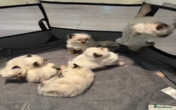 Ragdoll cats for sale: Ragdoll - Image 2