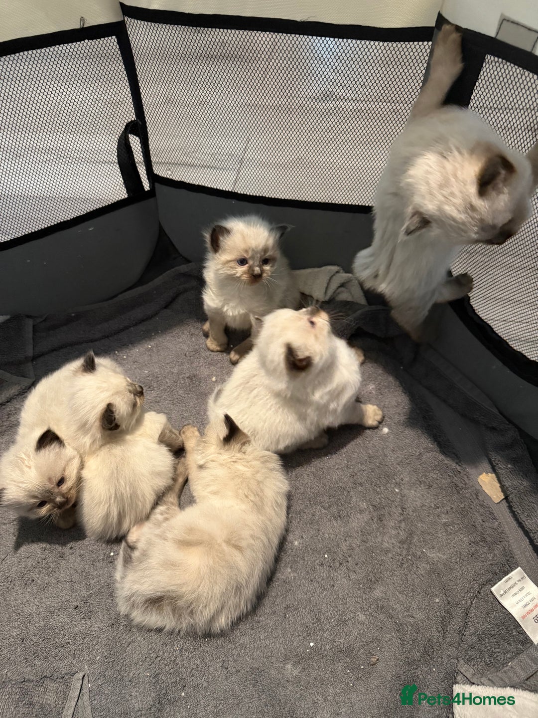 Ragdoll cats for sale: Ragdoll - Image 2