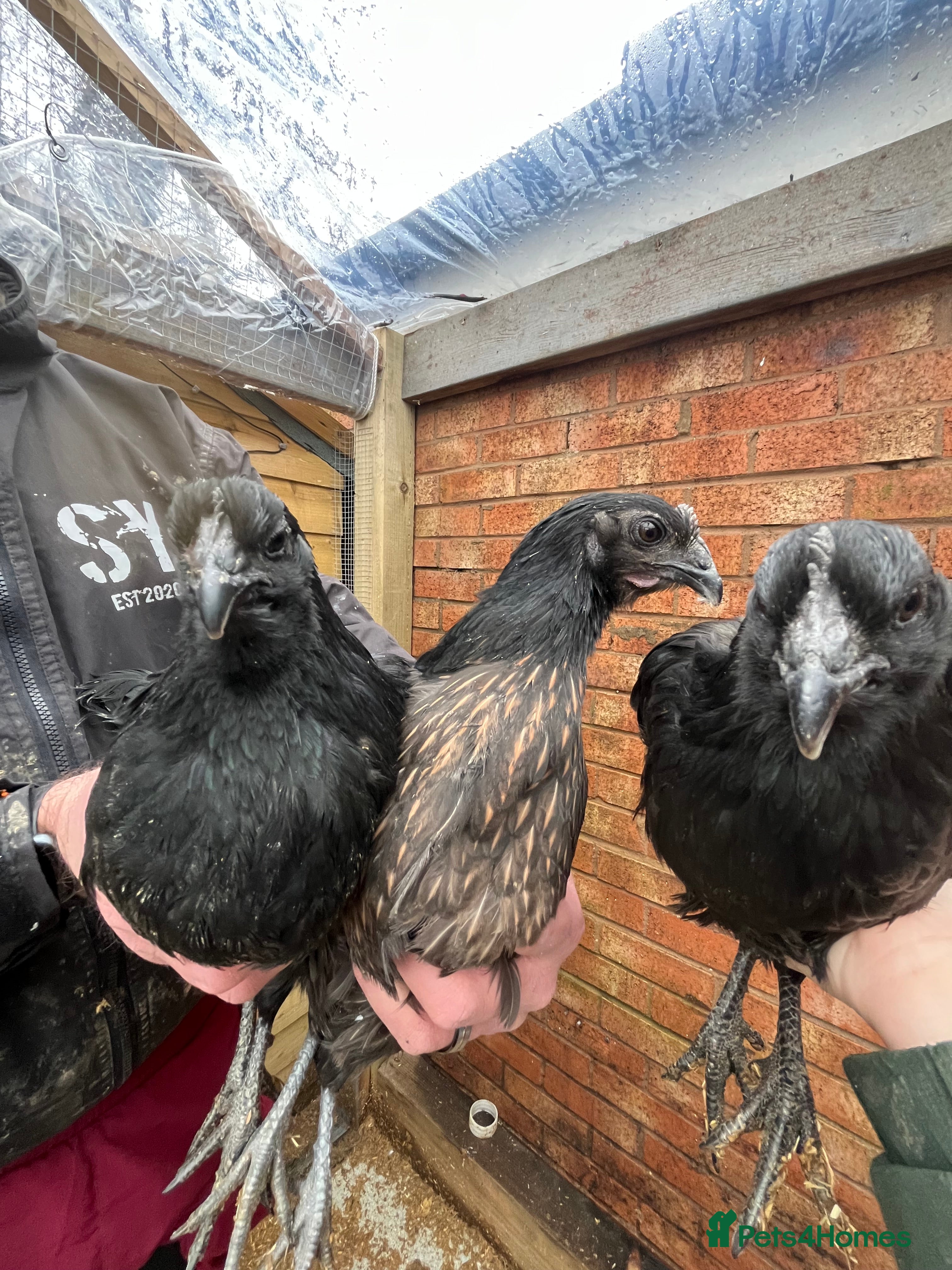 Chickens poultry Chicks, pullets, cockerels  - Advert 3