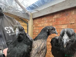 Chickens poultry Chicks, pullets, cockerels - Advert 3