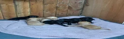 Mixed Breed dogs for sale: Labrador x spaniel pups - Advert 4