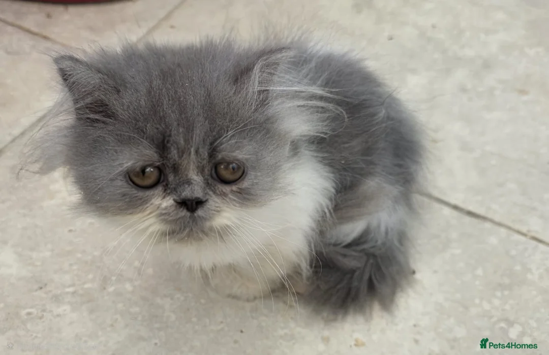 Persian cats for sale: Gorgeous persian kittens for sale  - Advert 2