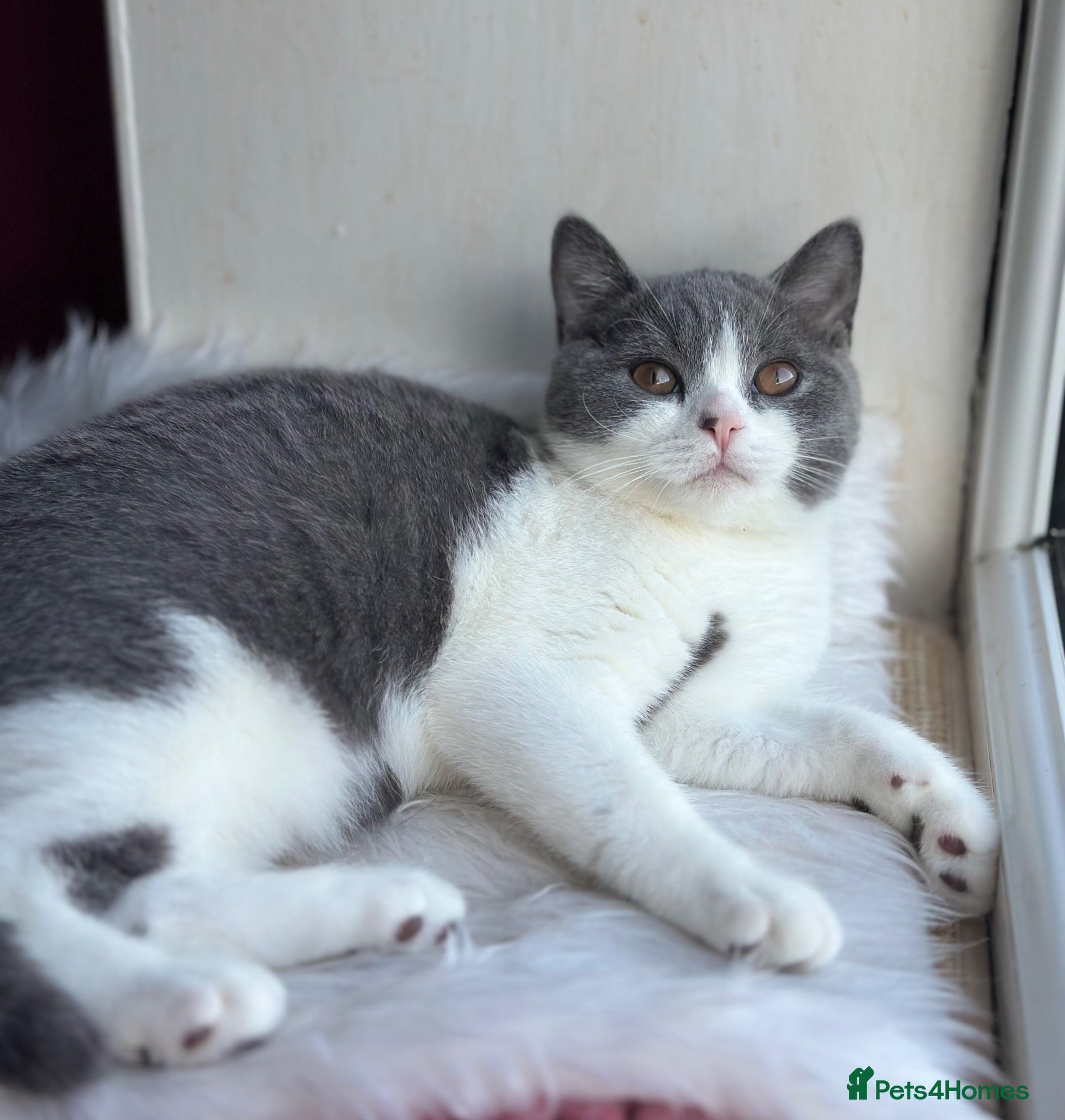 British Shorthair cats TICA REGISTERED BICOLOUR BLUE/WHITE BOYS🐾 - Advert 1