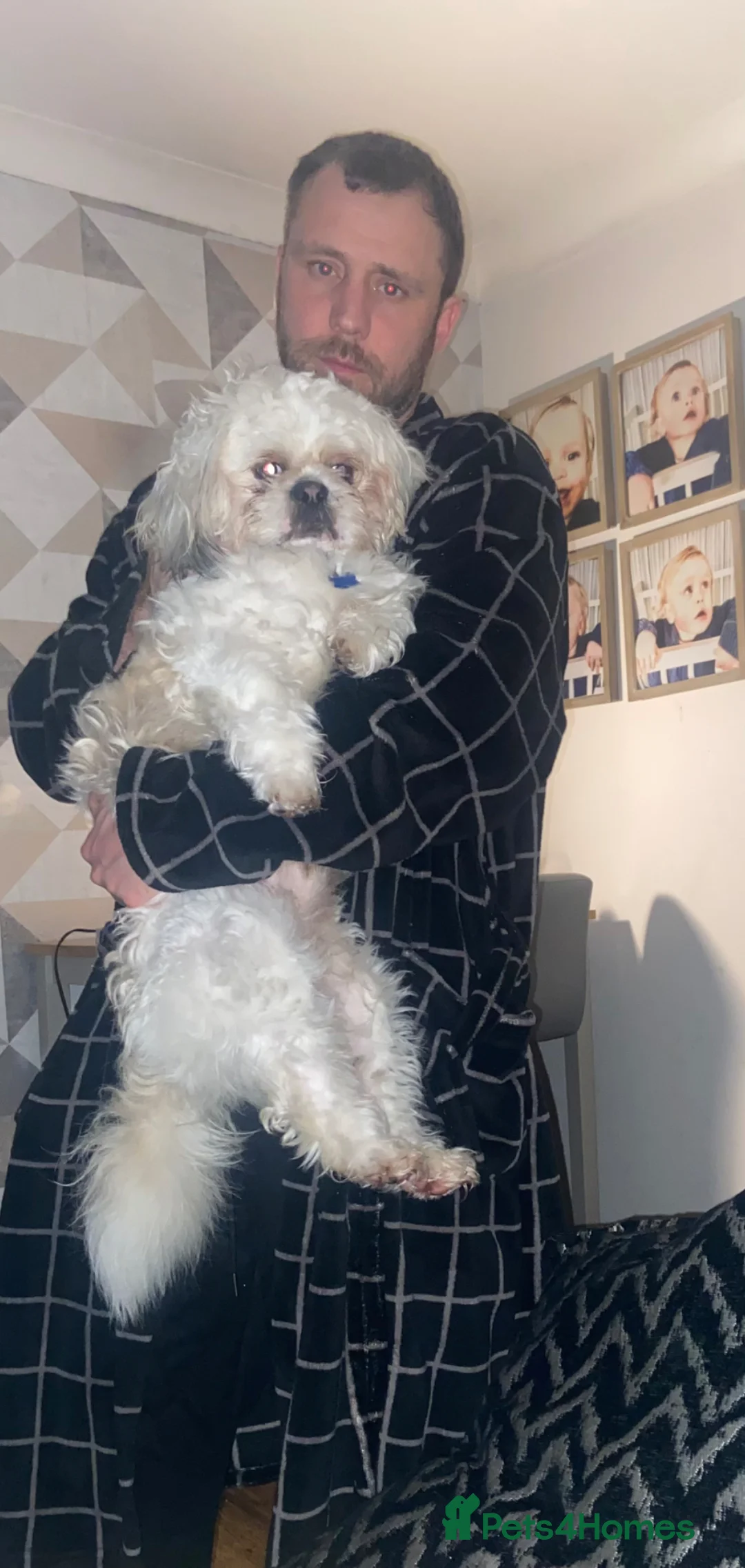 Mixed Breed dogs for sale: Shih tzu x Lhasa Aspo for rehome  - Advert 2