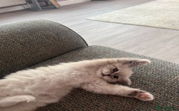 Ragdoll cats for sale: Princess ragdoll kitten - Image 5