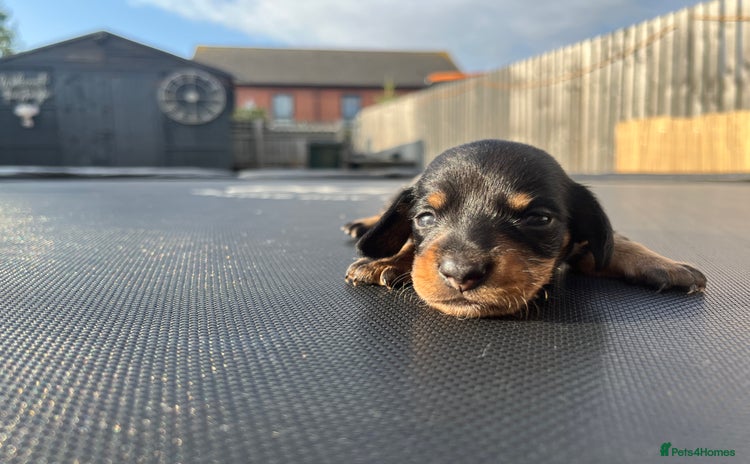 Miniature Dachshund dogs - Advert 2
