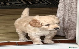 Cockapoo dogs for sale: Stunning cockapoo’s  - Image 19
