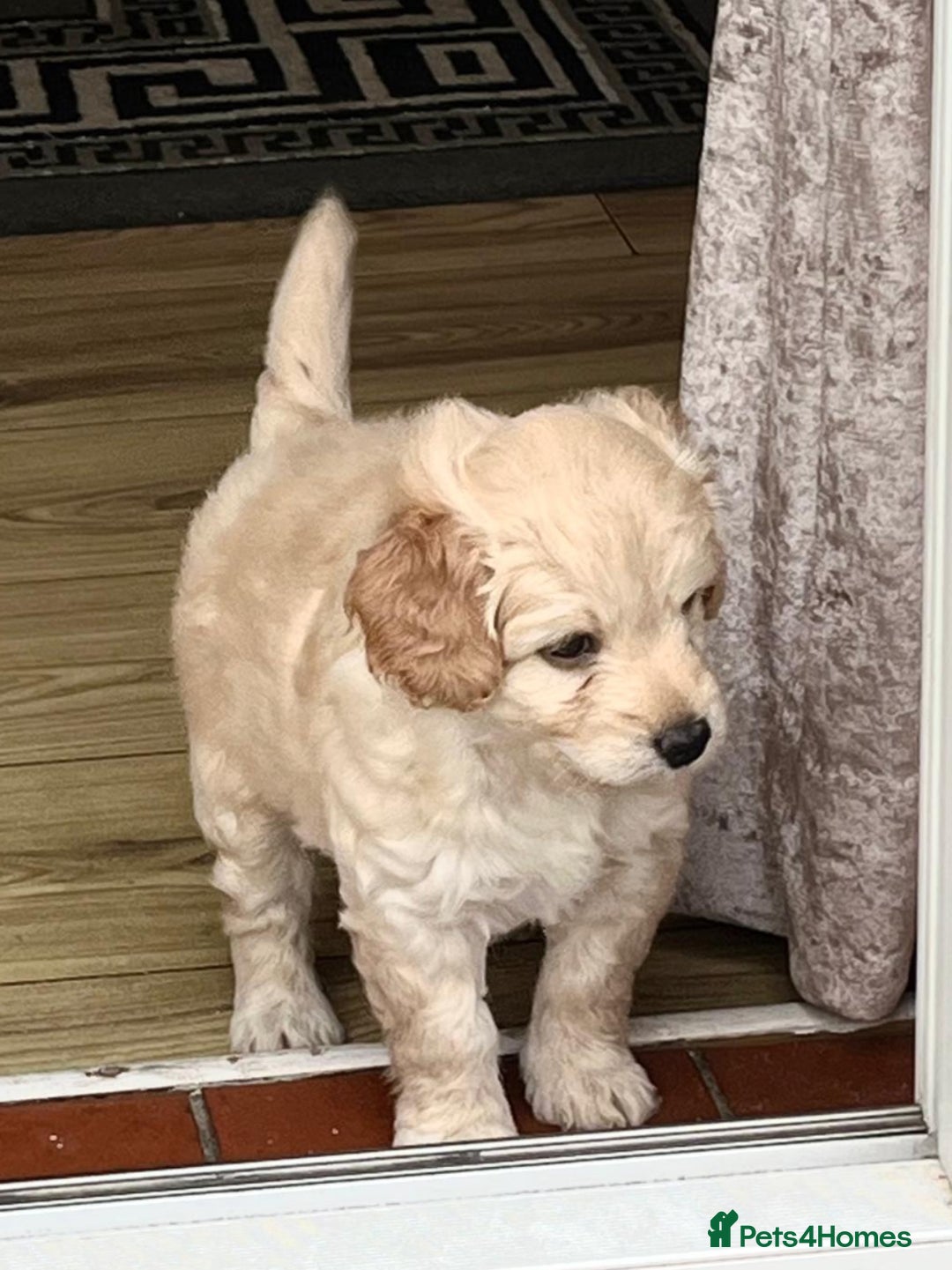 Cockapoo dogs for sale: Stunning cockapoo’s  - Image 19