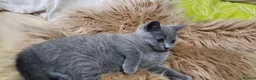 British Shorthair cats for sale: 2 lovely British shorthair kitten left  - Advert 15