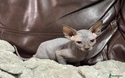 Sphynx cats for sale: Beautiful sphinx babies - Advert 9