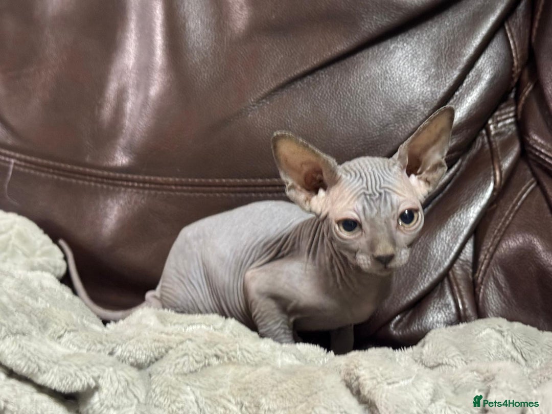 Sphynx cats for sale: Beautiful sphinx babies - Advert 9