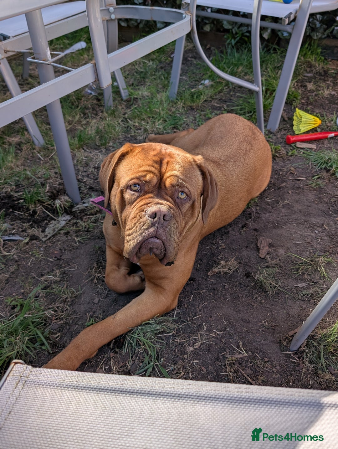 Dogue De Bordeaux dogs for sale: Female dogue de bordeaux  - Advert 4