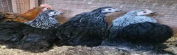 Chickens poultry for sale: Silver birchen pekin pullets - Advert 1