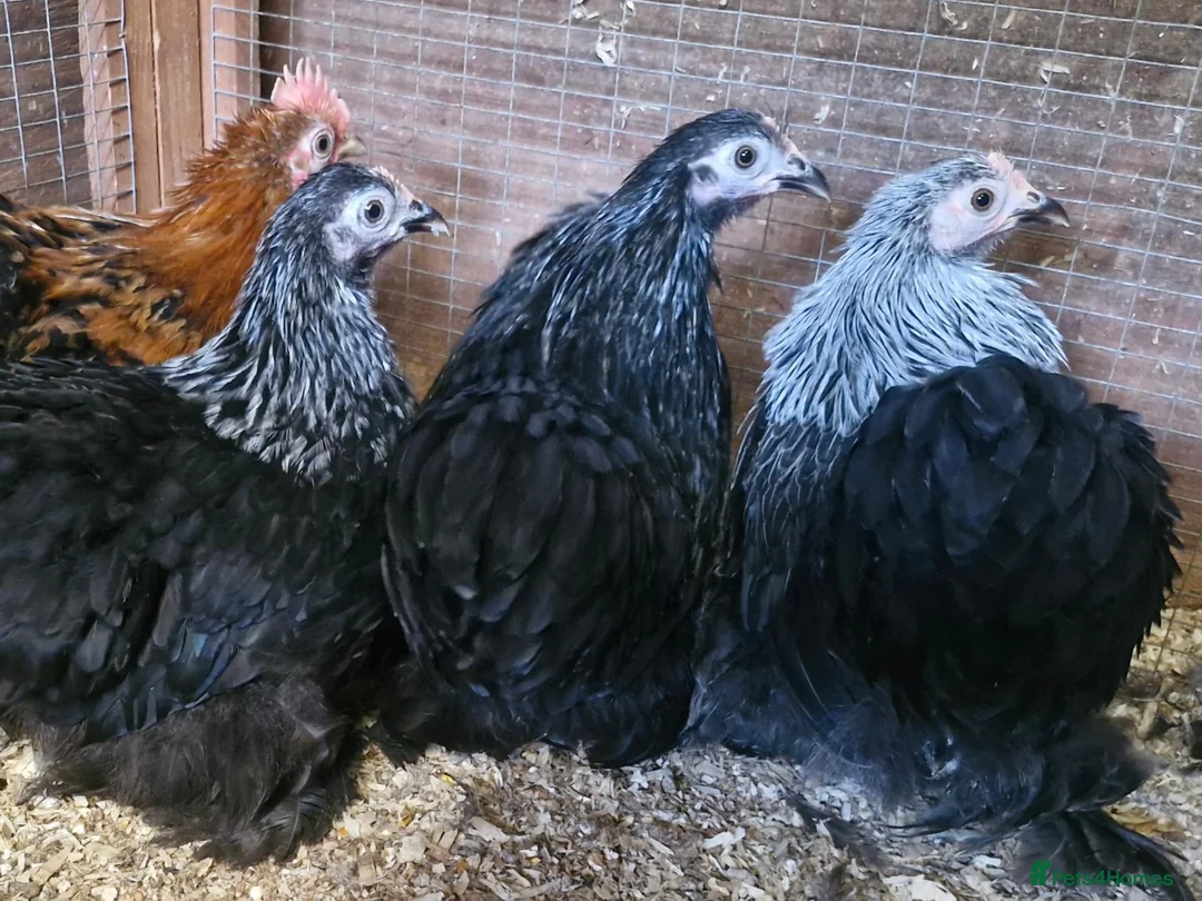 Chickens poultry for sale: Silver birchen pekin pullets - Advert 1
