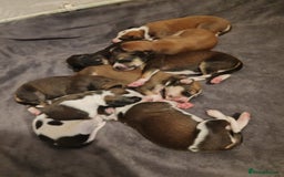 Saluki dogs for sale: Saluki pups  - Image 3