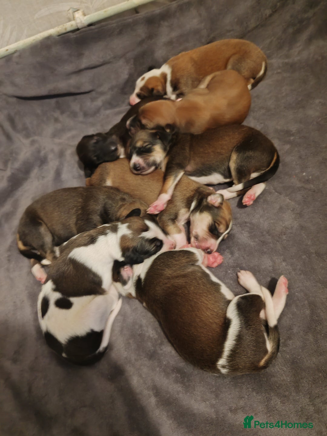 Saluki dogs for sale: Saluki pups  - Image 3