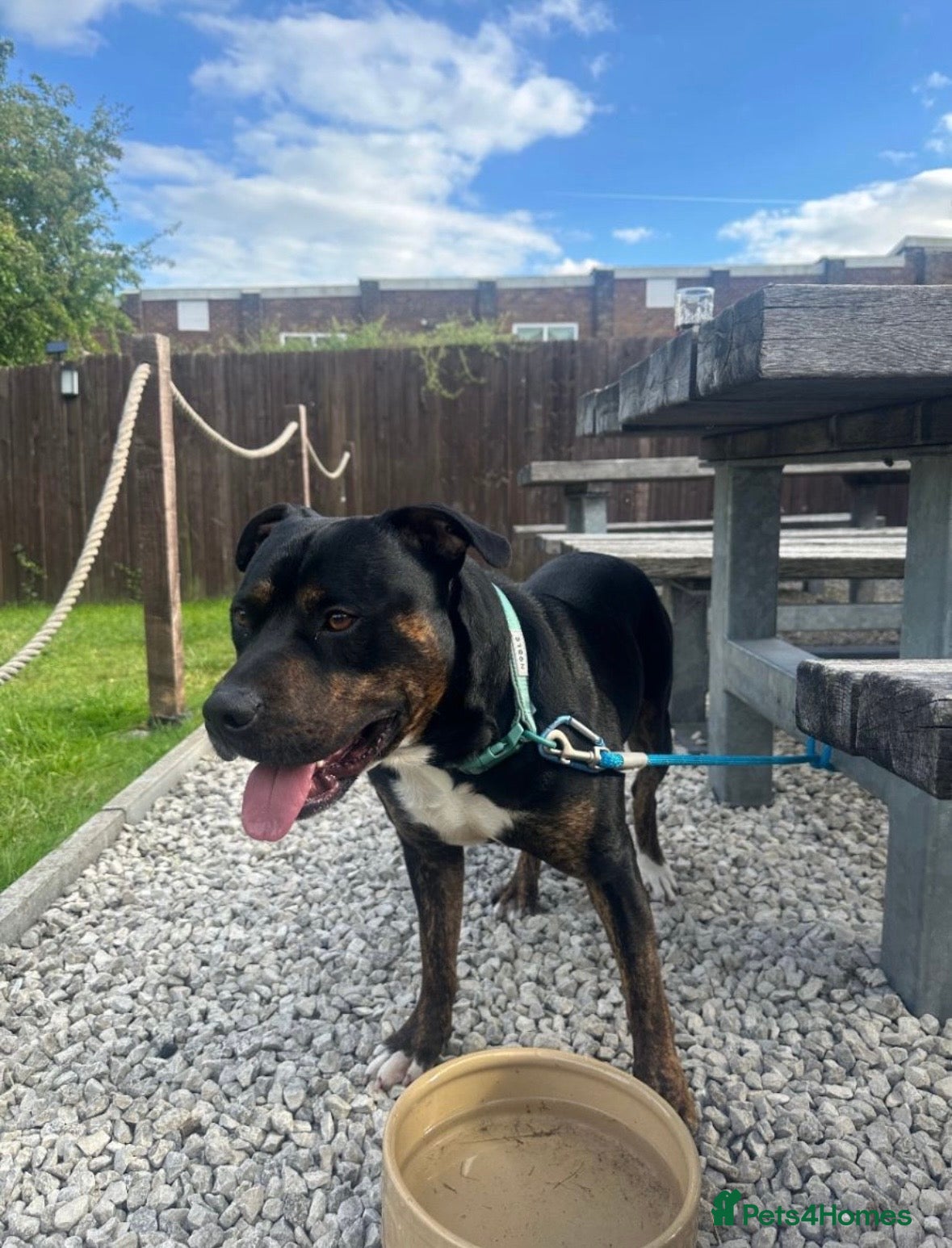 Staffordshire Bull Terrier dogs Staff x breed for sale - Advert 1