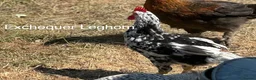 Chickens poultry for sale: Pure Breed Cockerels  - Advert 7