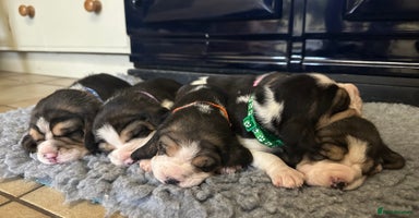 Beagle dogs Beautiful KC registered beagle puppies for sale  - Advert 7