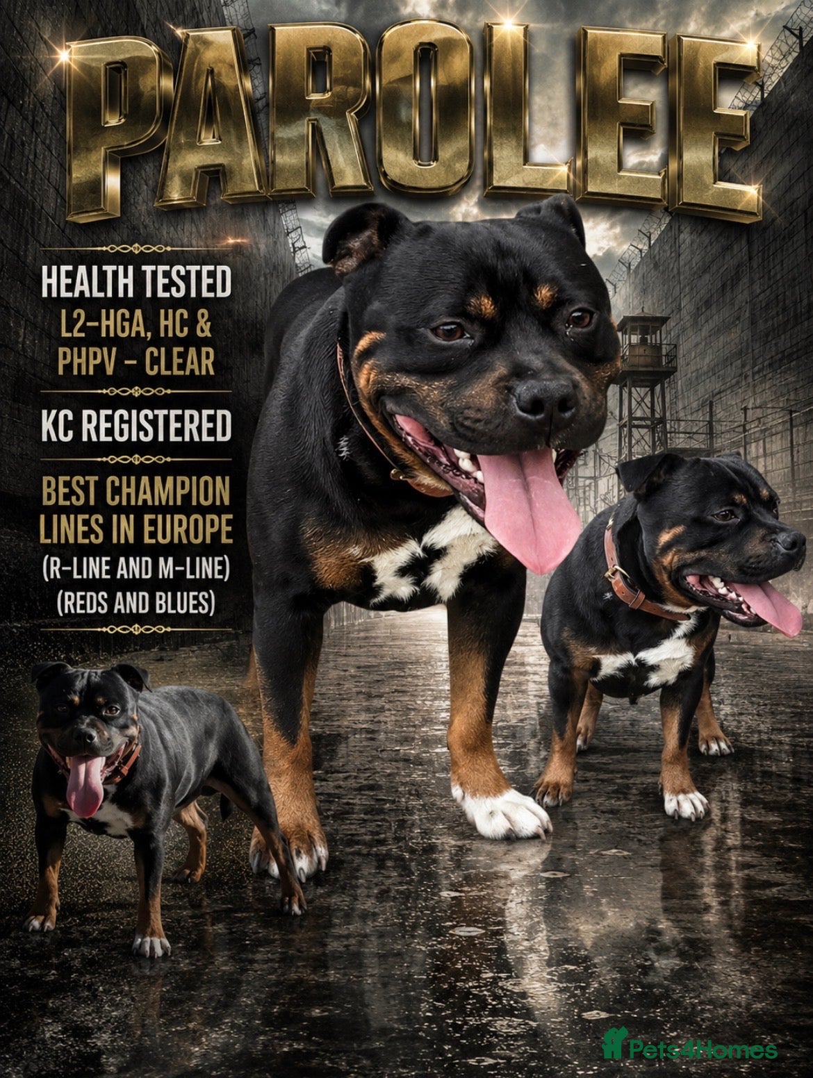 Staffordshire Bull Terrier dogs Top Quality Blues & Brindles – Health Tested - Advert 2
