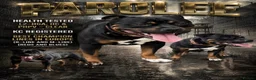 Staffordshire Bull Terrier dogs for sale: Top Quality Blues & Brindles – Health Tested - Advert 2
