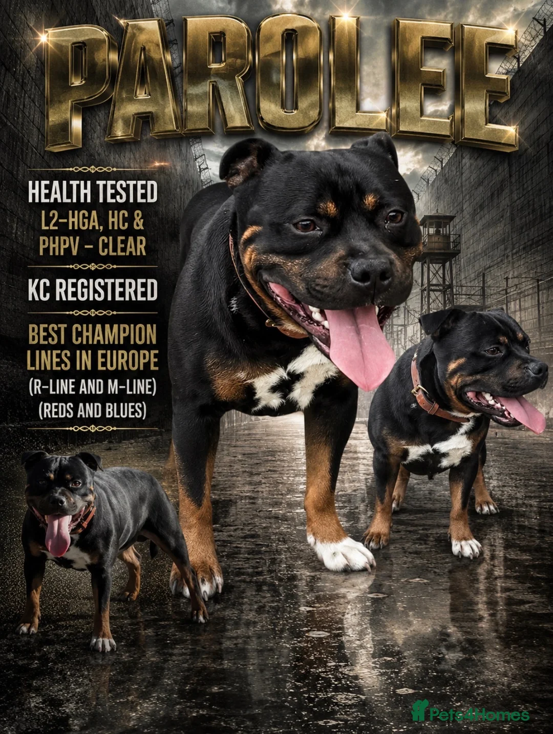 Staffordshire Bull Terrier dogs for sale: Top Quality Blues & Brindles – Health Tested - Advert 2