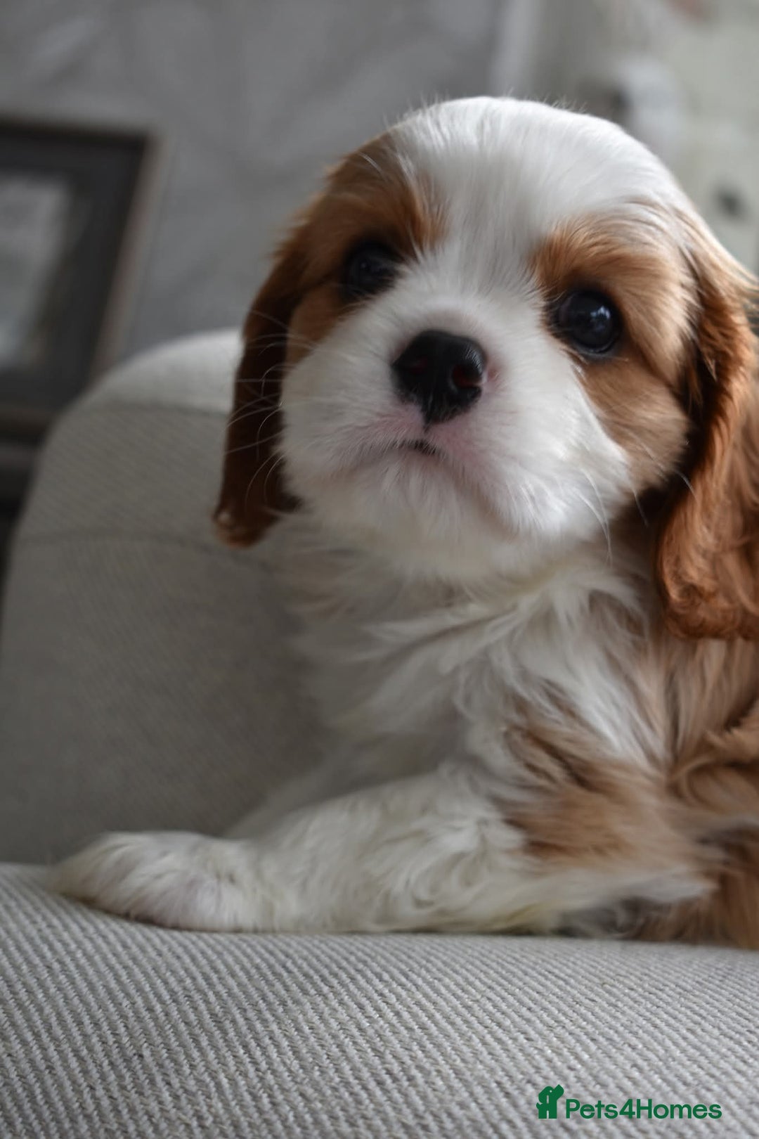 Cavalier King Charles Spaniel dogs for sale: READY NOW Fully tested, including MRI Scan - Image 9